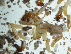 Calcaritermes temnocephalus VZ669q