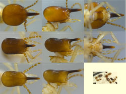 Diversitermes diversimiles PU553