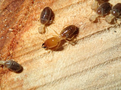 Procornitermes lespesii BO34