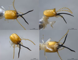 Lophotermes.quadratus AUS69