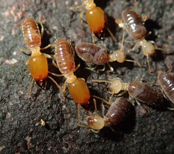 Procornitermes lespesii BO191