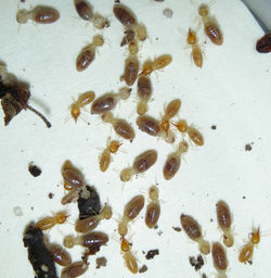 Parvitermes mesoamericanus HN430