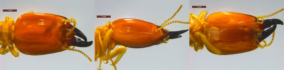 Allodontermes AFR3110