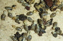 Cyrilliotermes EC