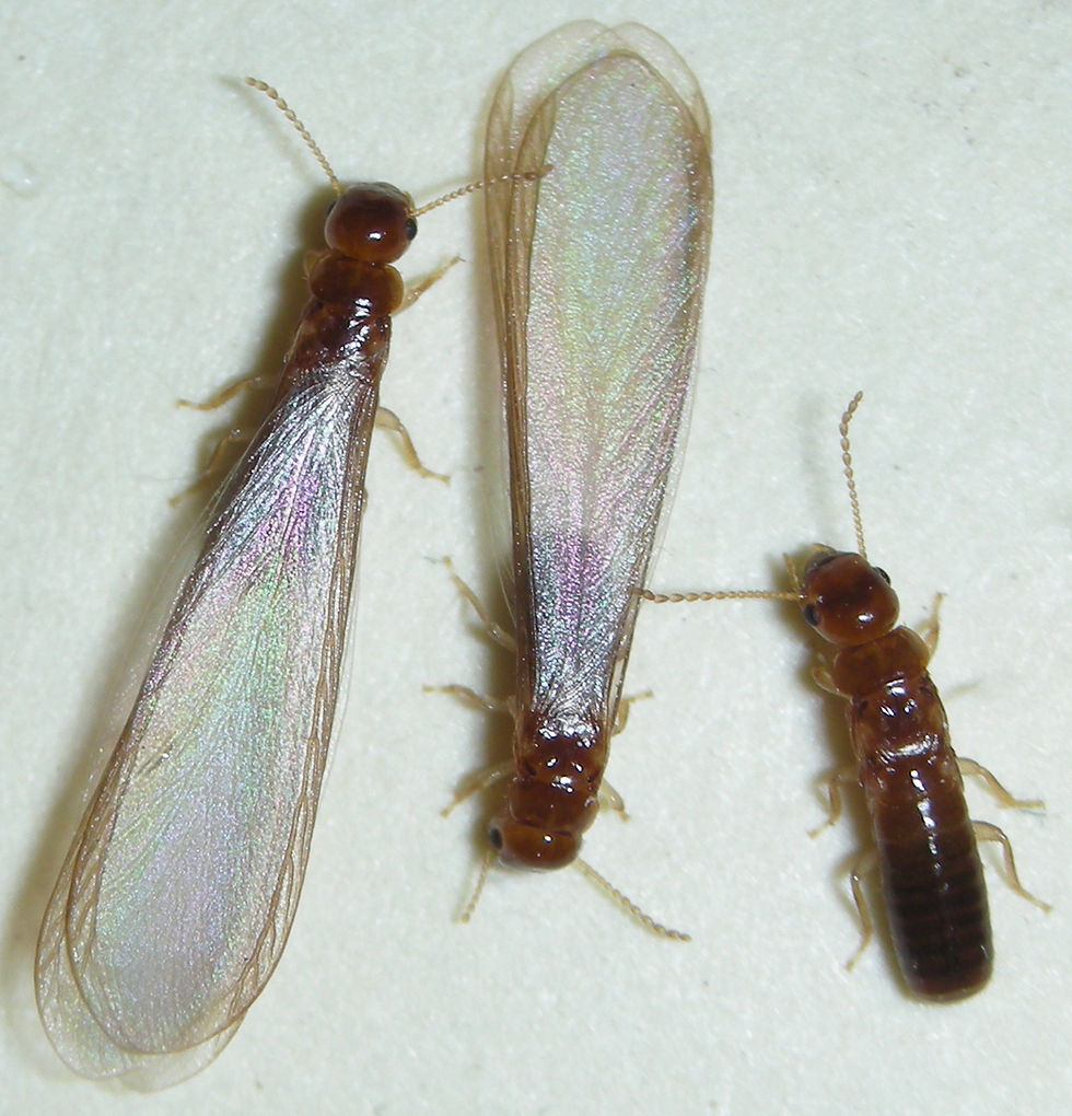 Cryptotermes brevis (21) copy