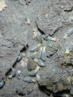 Aparatermes cingulatus PA1135