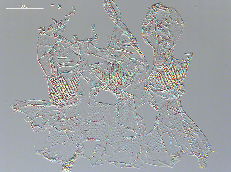 Coptotermes AFR154 HW1.00