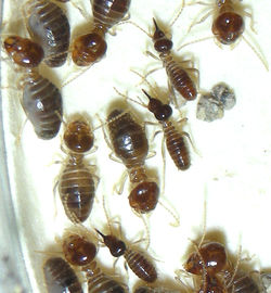 Tenuirostritermes cinereus TX