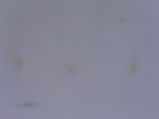 Tenuirostritrmes incisus GUA333