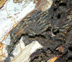 Subulitermes VZ n. sp.