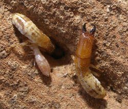 Paraneotermes simplicicornis US587