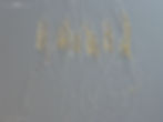 Termes PA573 HW0.88