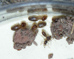 Tenuirostritermes cinereus TX989