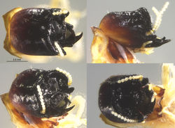 Cryptotermes n. sp. 4 AFR3278
