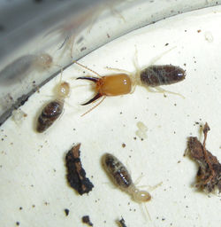 Spinitermes sp. VZ665