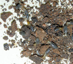 Subulitermes microsoma PA