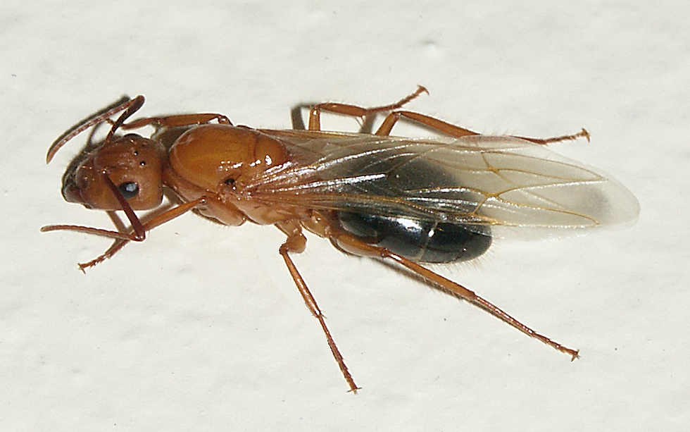 camp queen on wall 8