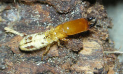 Paraneotermes simplicicornis US1174