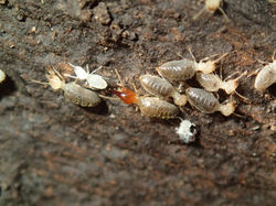 Silvestritermes euamignathus BO412