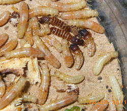 Calcaritermes n. sp. EC1386