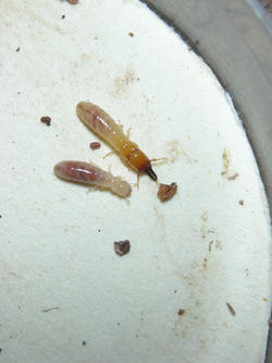 Tauritermes sp. PA