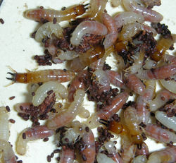 Tauritermes n. sp. PA944
