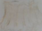xSchwarzitermes fumosus US1283 HW0.82-0.84