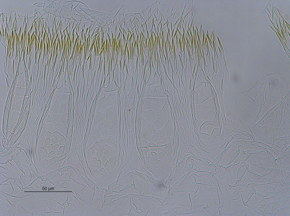 Longustitermes manni PU685 HW0.43-0.47