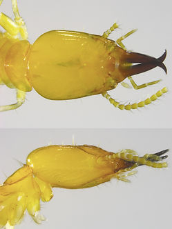 Prorhino sold.jpg
