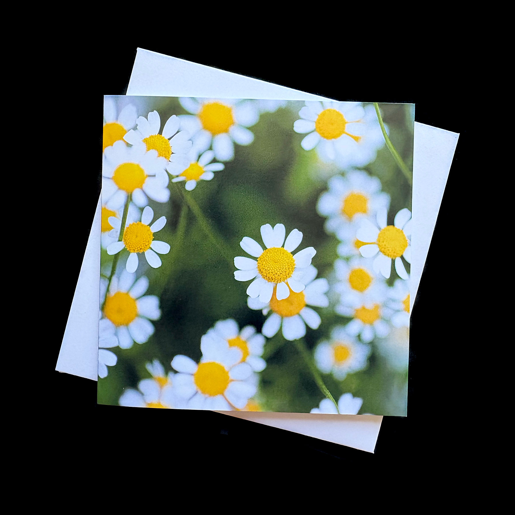 Daisies 2 Greetings Card