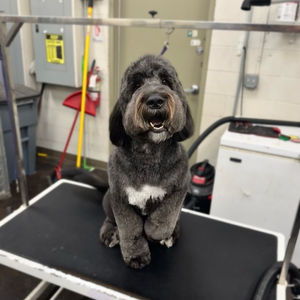 Styles by Mateo - Peoria