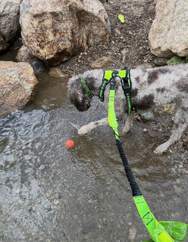 Brown merle standard poodle on a hike playing with a ball in a creek