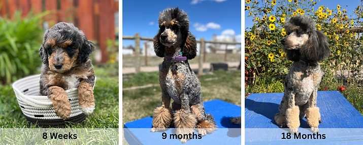 Examples of color changing in poodles