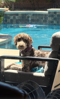 Brown phantom merle standard poodle sitting by a pool.