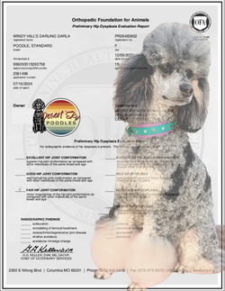 Darla's OFA Hip Certification