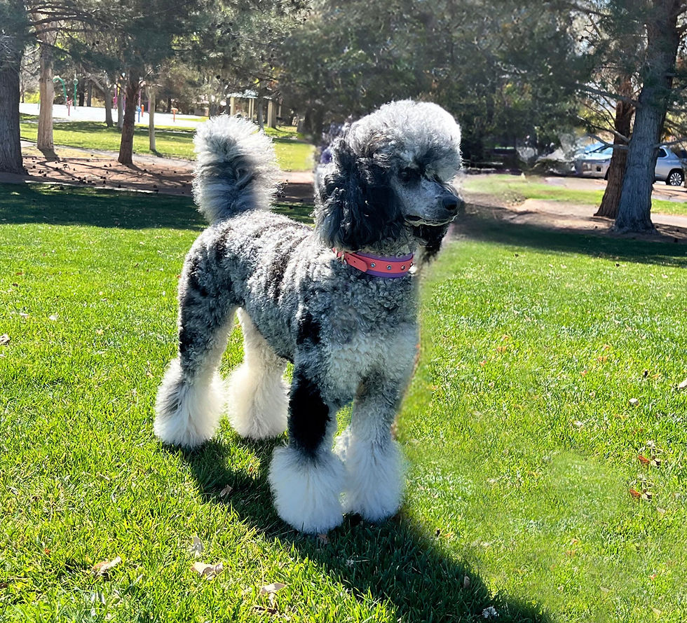 Darla