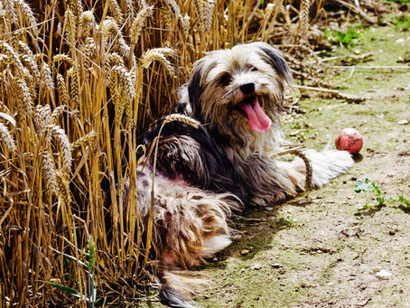 The Corn in Kent, a Dogs Paradise