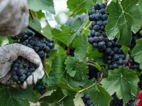As vindimas já terminaram e agora?
