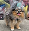 Maisey Colorful_edited.jpg
