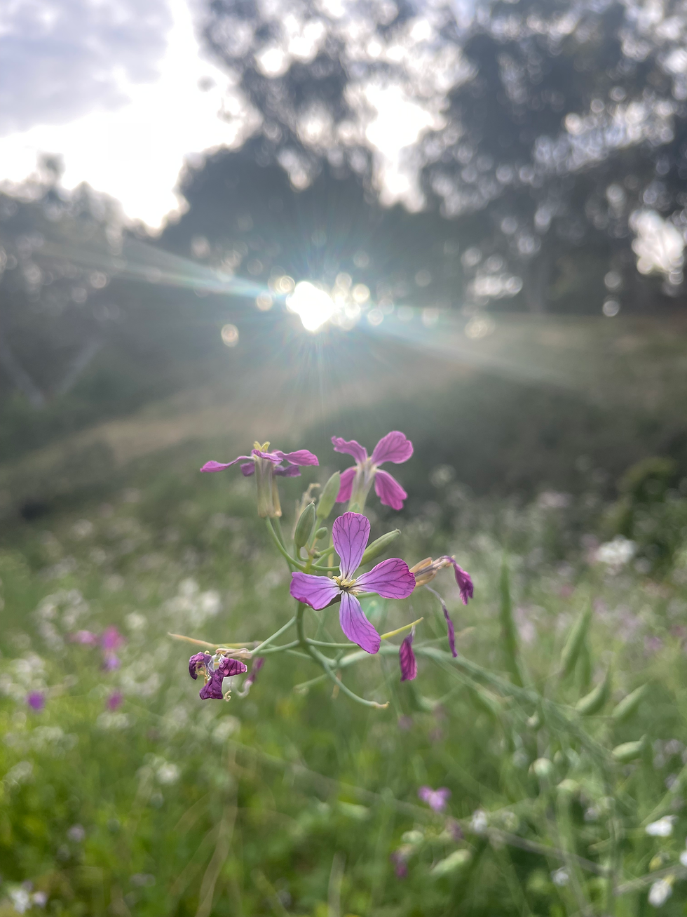 Close-up of purple wildflowers with sunlight shining through trees