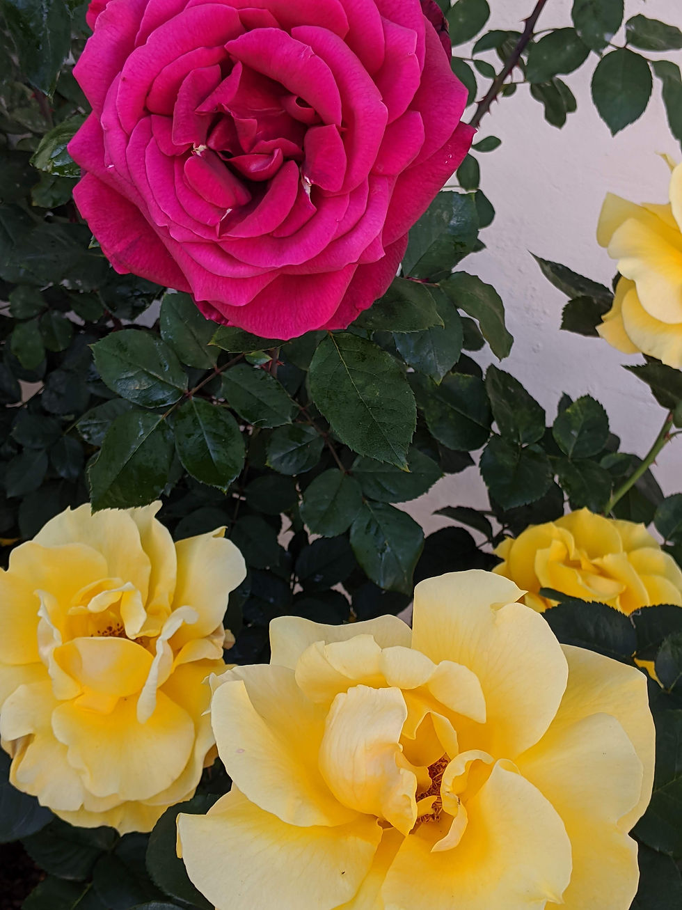 Pink and yellow roses