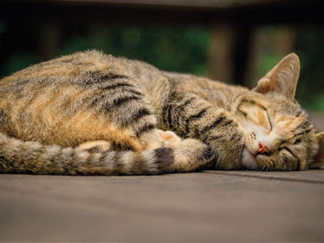China sacrifica 3 gatos tras dar positivo a Covid-19 y desata la ira en redes sociales