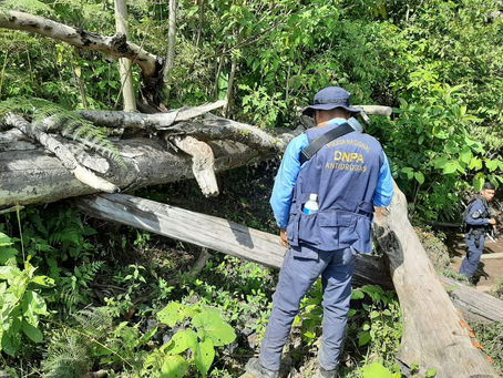 Mediante Operación Cazador fueron ubicadas seis manzanas de cultivo de supuestos arbustos de coca