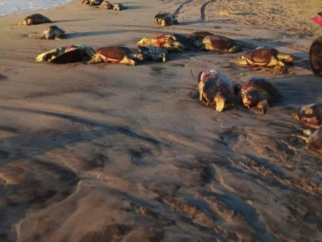 Encuentran tortugas golfinas muertas en playa de Oaxaca