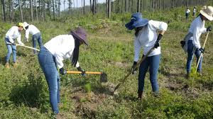 Millonaria inversión para reforestar Honduras