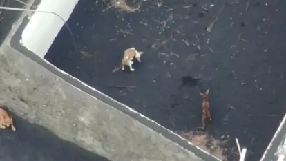 Con drones rescatarán a 6 perros atrapados en Las Palmas