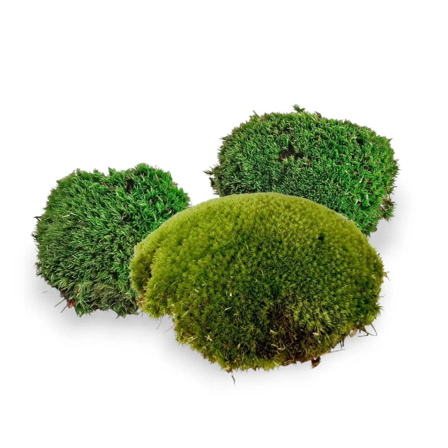 Cushion Moss for Terrariums