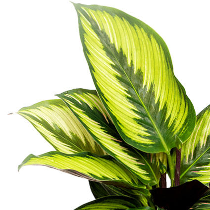 Plant in a Box - Calathea Fusion White - Vaso 14cm - Altezza 30-40cm - Pianta d'appartamento che Plant in a Box - Calathea Fusion White - Vaso 14cm - Altezza 30-40cm - Pianta d'appartamento che