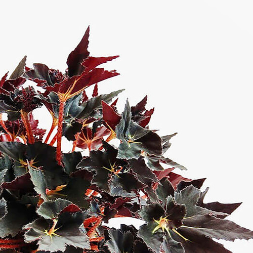 Begonia 'Black Fang' - buy online at Foliage Factory