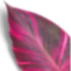 lose-up of Musa ‘Nono’ banana plant leaf with pink veins and deep color.